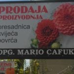 PG Mario Cafuk